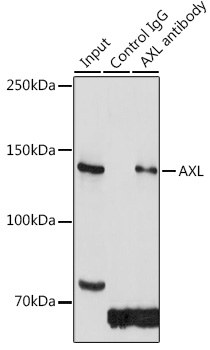 Anti-AXL Antibody (CAB17874)