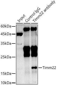 Immunoprecipitation analysis of 600ug extracts of Rat brain cells using 3ug Timm22 antibody . Western blot was performed from the immunoprecipitate using Timm22 antibody at a dilition of 1:500.