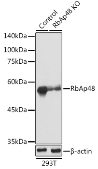 Anti-RbAp48 Antibody [KO Validated] (CAB3645)