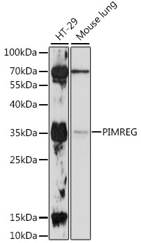 Anti-PIMREG Antibody (CAB16222)