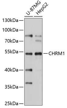 Anti-CHRM1 Antibody (CAB1598)