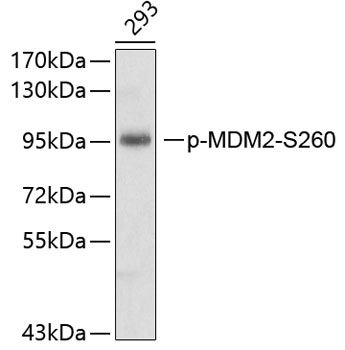 Anti-Phospho-MDM2-S260 Antibody (CABP0074)