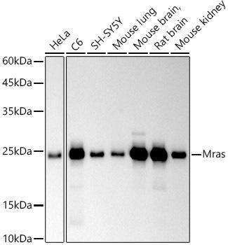 Western blot analysis of extracts of various cell lines, using Mras antibody at 1:500 dilution. Secondary antibody: HRP Goat Anti-Rabbit IgG (H+L) at 1:10000 dilution. Lysates/proteins: 25ug per lane. Blocking buffer: 3% nonfat dry milk in TBST. Detection: ECL Basic Kit. Exposure time: 90s.