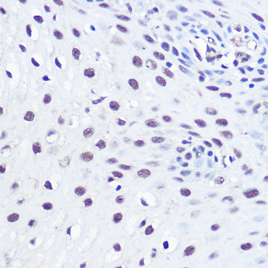 Anti-53BP1 Antibody (CAB5757)