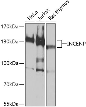 Anti-INCENP Antibody (CAB0622)