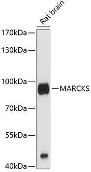 Anti-MARCKS Antibody (CAB0936)