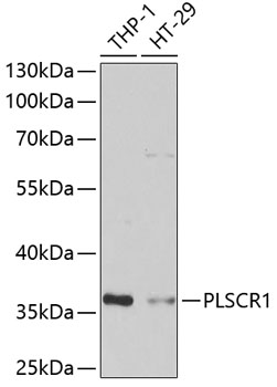 Anti-PLSCR1 Antibody (CAB6691)