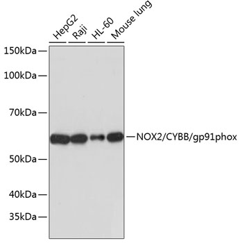 Anti-NOX2/CYBB/gp91phox Antibody (CAB19701)