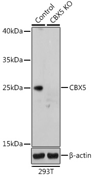 Anti-CBX5 Antibody [KO Validated] (CAB12577)