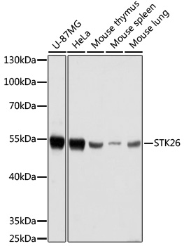 Anti-STK26 Antibody (CAB16534)