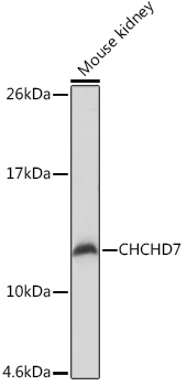 Anti-CHCHD7 Antibody (CAB18489)