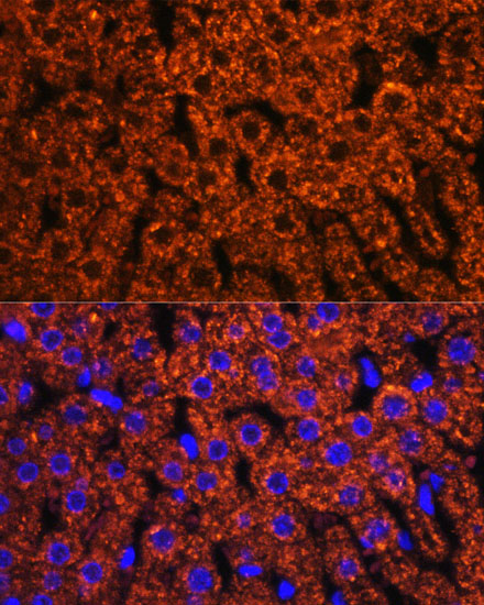 Anti-F2 Antibody (CAB12382)