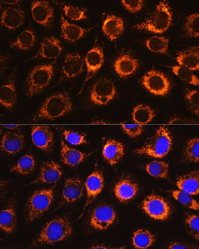 Anti-MAOB Antibody (CAB1568)