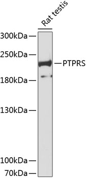 Anti-PTPRS Polyclonal Antibody (CAB8866)