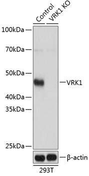 Anti-VRK1 Antibody [KO Validated] (CAB19938)