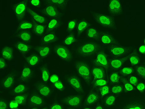 Anti-POLR2J Antibody (CAB13627)