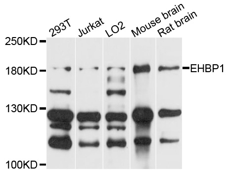 Anti-EHBP1 Polyclonal Antibody (CAB9286)