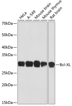 Anti-Bcl-XL Antibody (CAB19703)