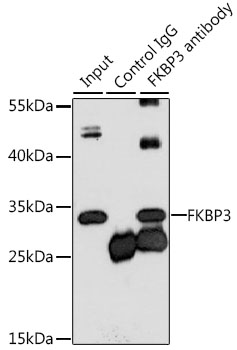 Anti-FKBP3 Antibody (CAB6907)