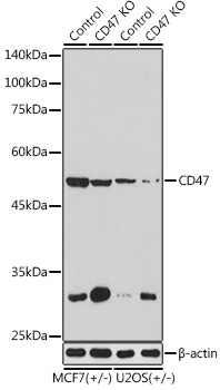 Anti-CD47[KO Validated] Antibody