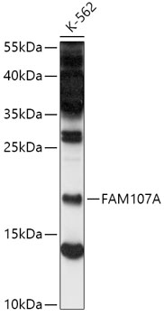 Anti-FAM107A Antibody (CAB16494)