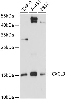 Anti-CXCL9 Antibody (CAB1864)