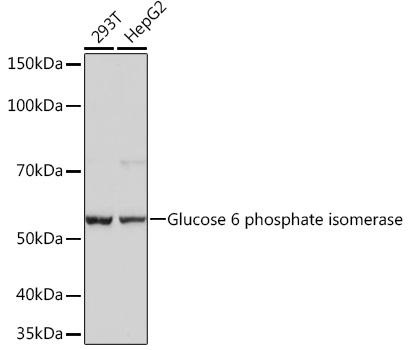 Anti-GPI Antibody (CAB4401)