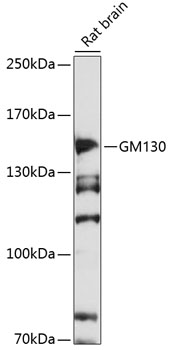 Anti-GM130 Antibody (CAB16248)