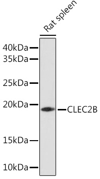 Anti-CLEC2B Antibody (CAB17338)
