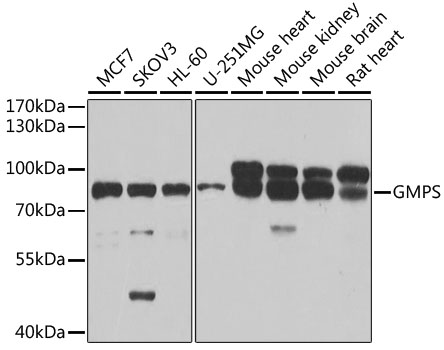 Anti-GMPS Antibody (CAB6606)