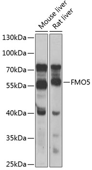 Anti-FMO5 Antibody (CAB7673)