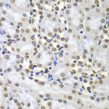 Anti-SEPT7 Antibody (CAB6883)