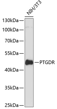 Anti-PTGDR Antibody (CAB12877)