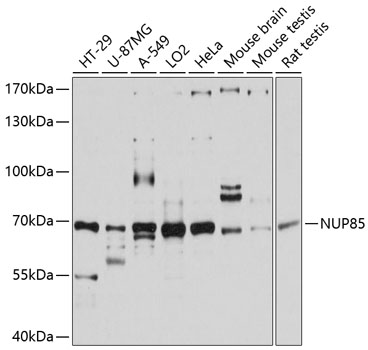 Anti-NUP85 Antibody (CAB11629)