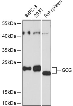 Anti-GCG Antibody (CAB14609)