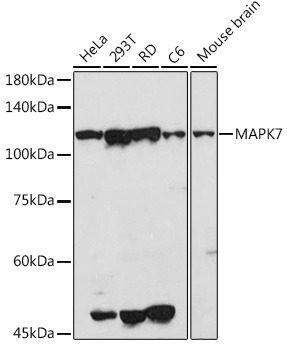 Anti-MAPK7 Antibody (CAB2111)