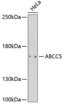 Anti-ABCC5 Antibody (CAB11978)