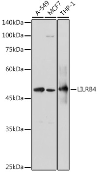 Anti-LILRB4 Antibody (CAB7073)