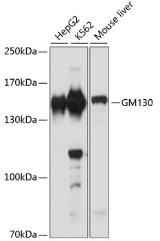 Anti-GM130 Antibody (CAB16248)