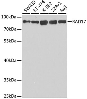 Anti-RAD17 Antibody (CAB5359)