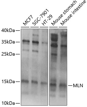 Anti-MLN Antibody (CAB6388)