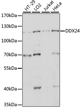 Anti-DDX24 Antibody (CAB15481)