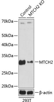 Anti-MTCH2 Antibody [KO Validated] (CAB19922)