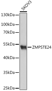 Anti-ZMPSTE24 Antibody (CAB18593)