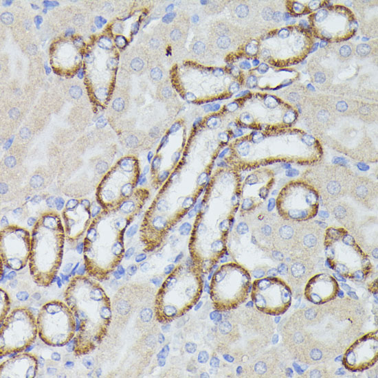 Anti-LTF Antibody (CAB12902)