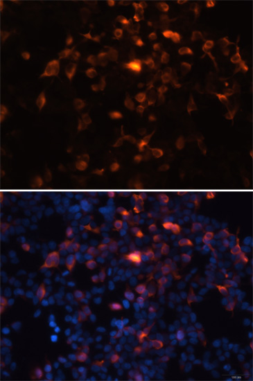 Anti-Mouse anti DDDDK-Tag Monoclonal Antibody (CABE005)