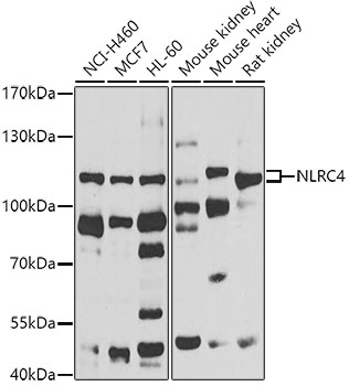 Anti-NLRC4 Antibody (CAB7382)