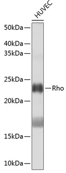 Anti-Rho Antibody [KO Validated] (CAB19106)