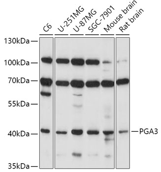 Anti-PGA3 Antibody (CAB17321)