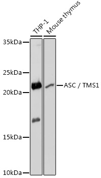 Anti-ASC / TMS1 Antibody (CAB11433)